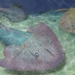 a batch of surprising monsters existed in vietnam 415 million years ago 116893