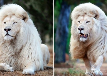 a collection of photos of the pure and powerful beauty of the white lion 117368