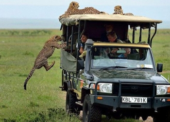 a jump in the car to get to know the most impressive human behavior 117779