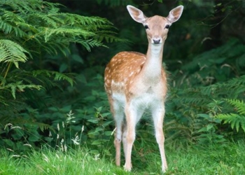 a large number of white tailed deer infected with sars cov 2 in the us 117009