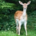 a large number of white tailed deer infected with sars cov 2 in the us 117009