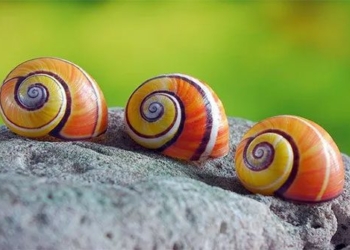 admire cuban snail the most beautiful snail species in the world 117826