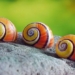 admire cuban snail the most beautiful snail species in the world 117826