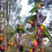 admire special christmas tree only in australia 117845