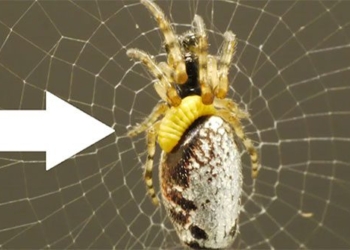 after the attack of the corn cob the butterfly turns into a living body to survive the egg 117531