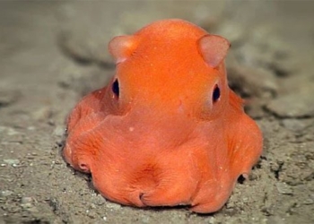amazed by the pink adorable squid like toy 63399