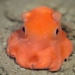 amazed by the pink adorable squid like toy 63399