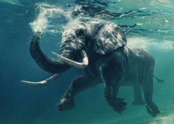 amazing discoveries about the giant 66560