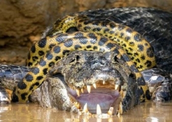 anaconda strangles caiman 116495
