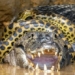 anaconda strangles caiman 116495