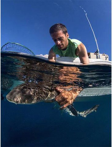 Dr. Andrew Nosal releasing a shark back into the ocean after kidnapping it.