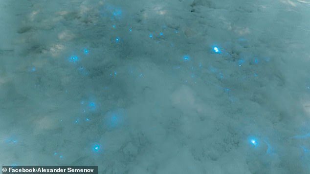 This beautiful blue light actually comes from tiny bioluminescent animals.