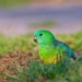animals change shape to adapt to climate change 115840