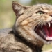 animals dying too much australia finds way to exterminate 6 million feral cats 117306