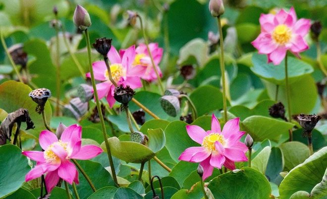 Lotus flowers growing in a pond