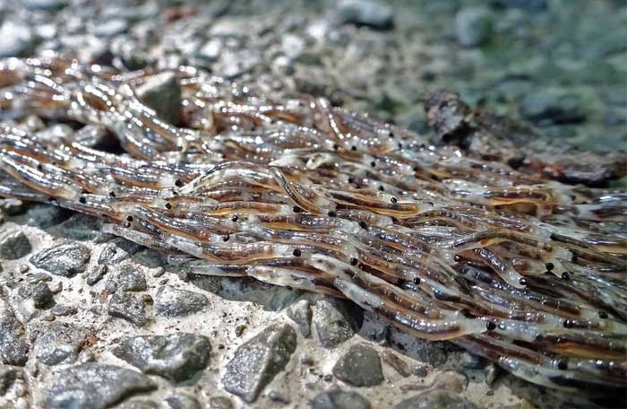 This migration involves thousands to tens of thousands of small larvae.