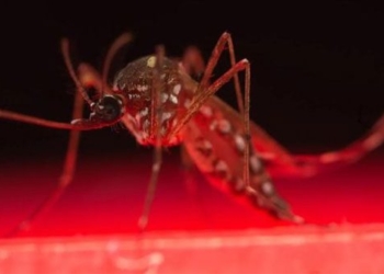 australia invented a method to eliminate mites breakthrough 116342