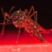 australia invented a method to eliminate mites breakthrough 116342