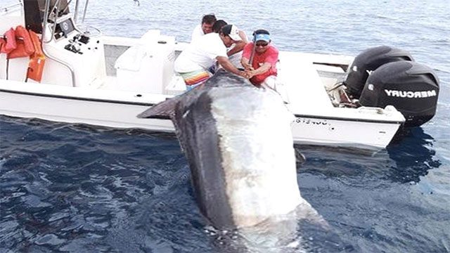 This fish is called a swordfish.