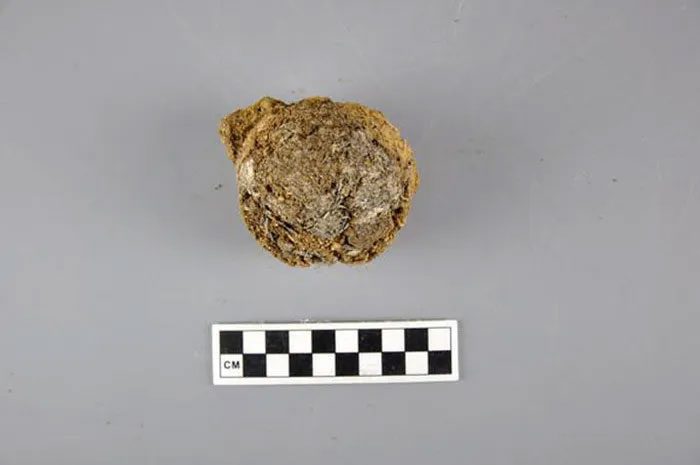 Ancient tea residue sample