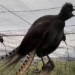 baby bird learning to speak crying in the garden 115868