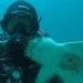 baby shark different likes to be close and play with humans 117431