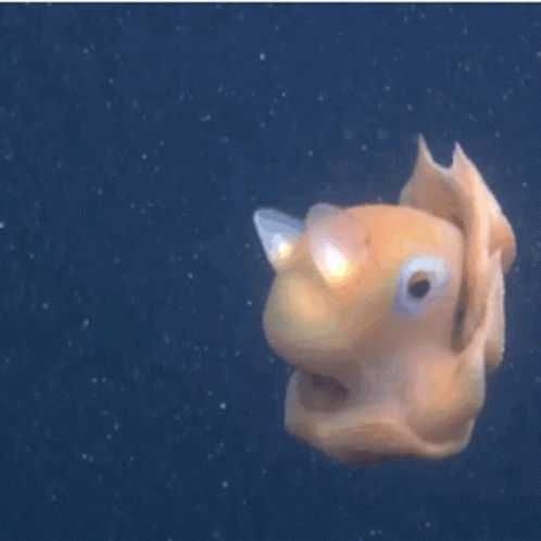The Adorabilis octopus has a small and extremely cute "interface."