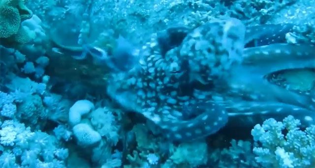octopus battles moray eel