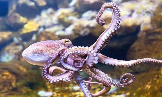 Octopuses have the largest and most complex brains among invertebrates.