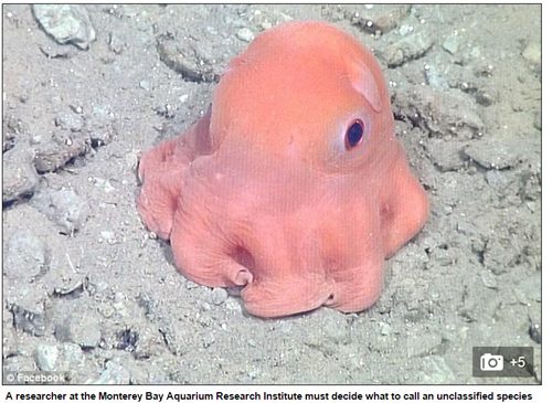 Amazed by the cute pink octopus that looks like a toy