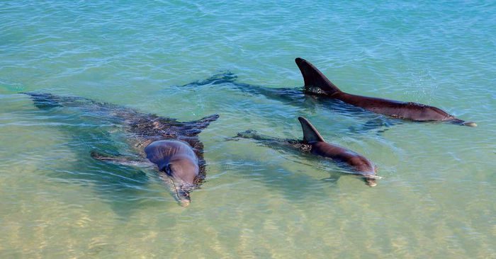 Dolphin