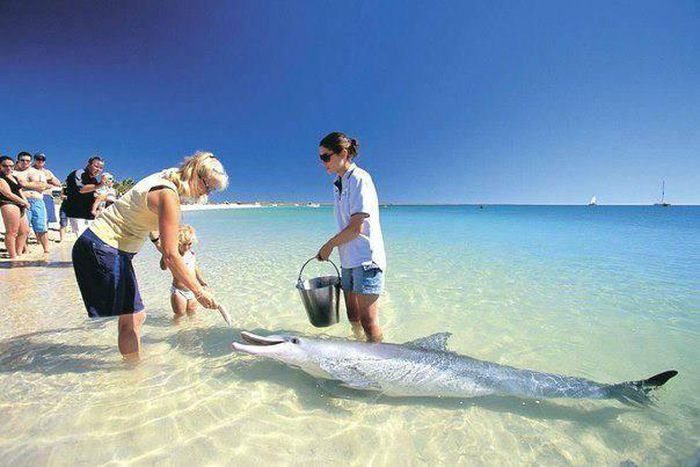 Monkey Mia becomes the only beach in the world where dolphins visit daily.