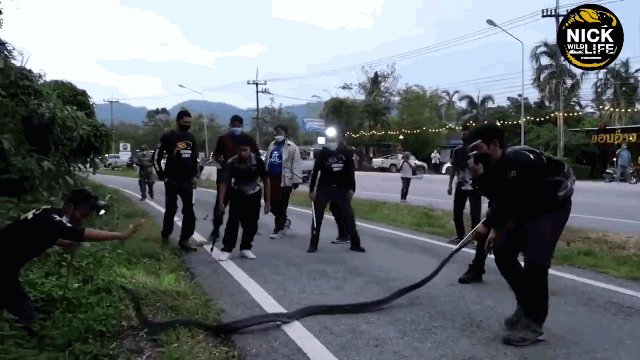 The snake appeared quite aggressive, continuously turning its head to bite back at the snake-catching experts.