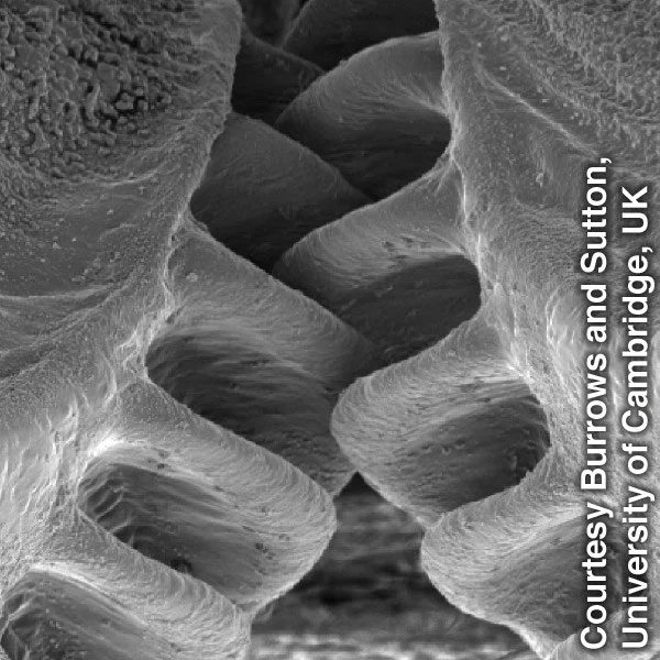 The Gear Mechanism of the Issus Bug