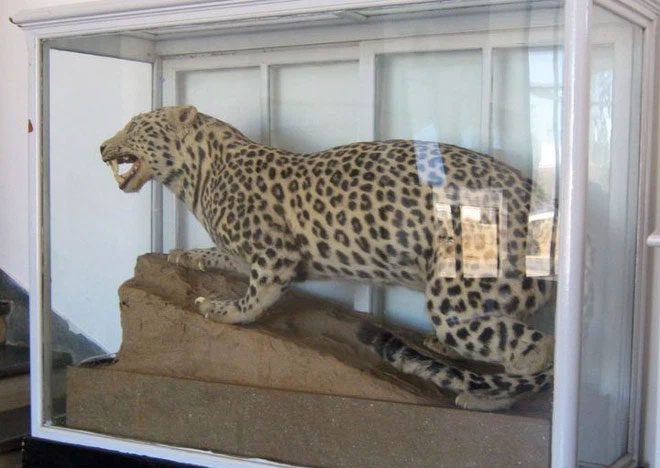 Barbary Leopard specimen.