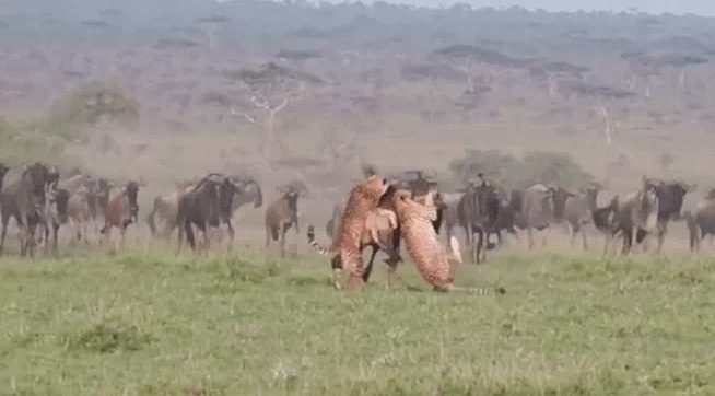 Leopards team up to take down the wildebeest.