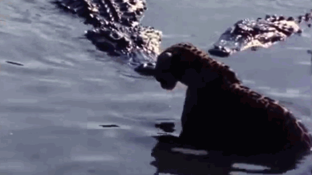 Four crocodiles approached and surrounded the jaguar.
