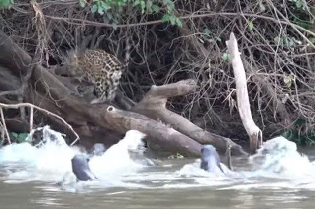 The jaguar panic-stricken fleeing from the fierce resistance of the otter group.