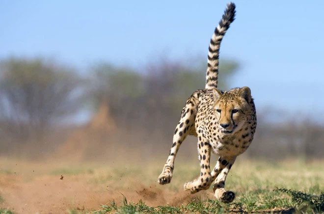 Cheetah is the fastest land animal.