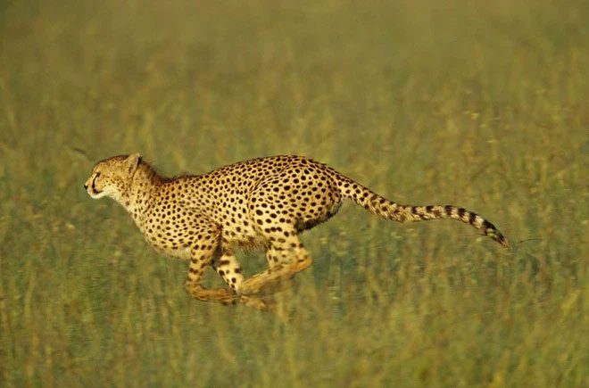 Cheetah