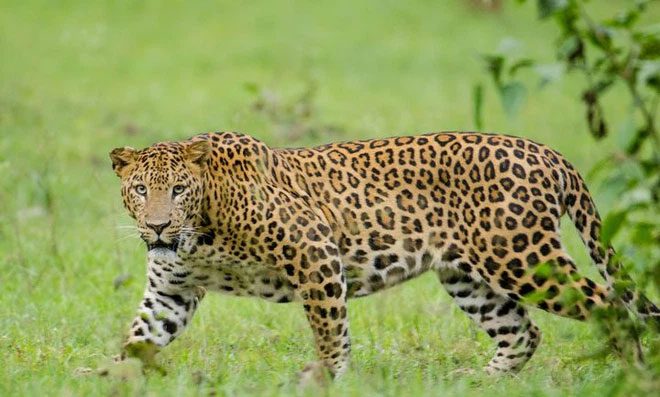 In terms of intercontinental migration ability, leopards are much weaker compared to lions.