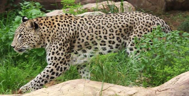 In terms of forest traversing ability, leopards indeed surpass lions.