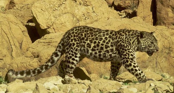 Leopards only left Africa on a large scale once.