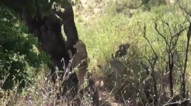 Each time the leopard attempted to climb the tree, it was pulled back down by the lions.