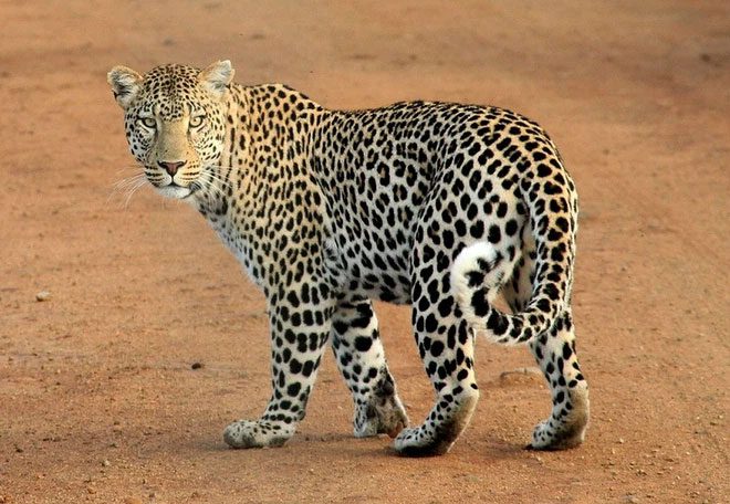 African Leopard.