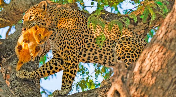 The leopard drags its prey up a tree near a bend.