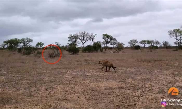 The hyena approaches the young leopard hiding in the bushes.