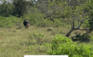 The leopard attempts to catch the calf, but the mother buffalo attacks and it has to flee.