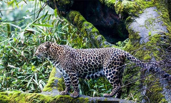 Java leopard at risk of extinction.