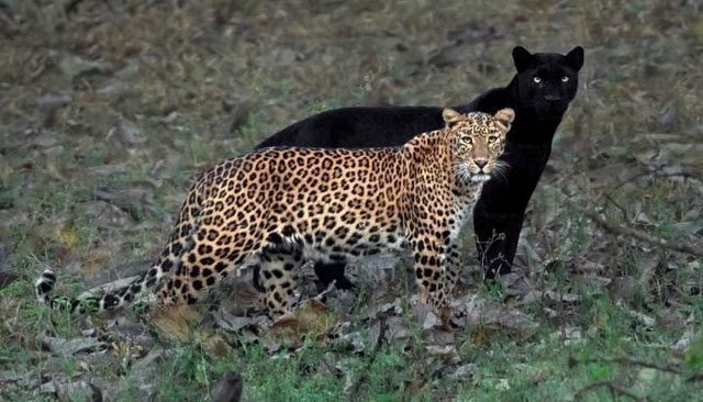 Cheetah